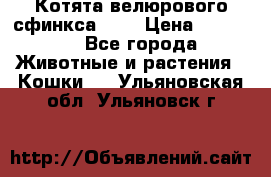 Котята велюрового сфинкса. .. › Цена ­ 15 000 - Все города Животные и растения » Кошки   . Ульяновская обл.,Ульяновск г.